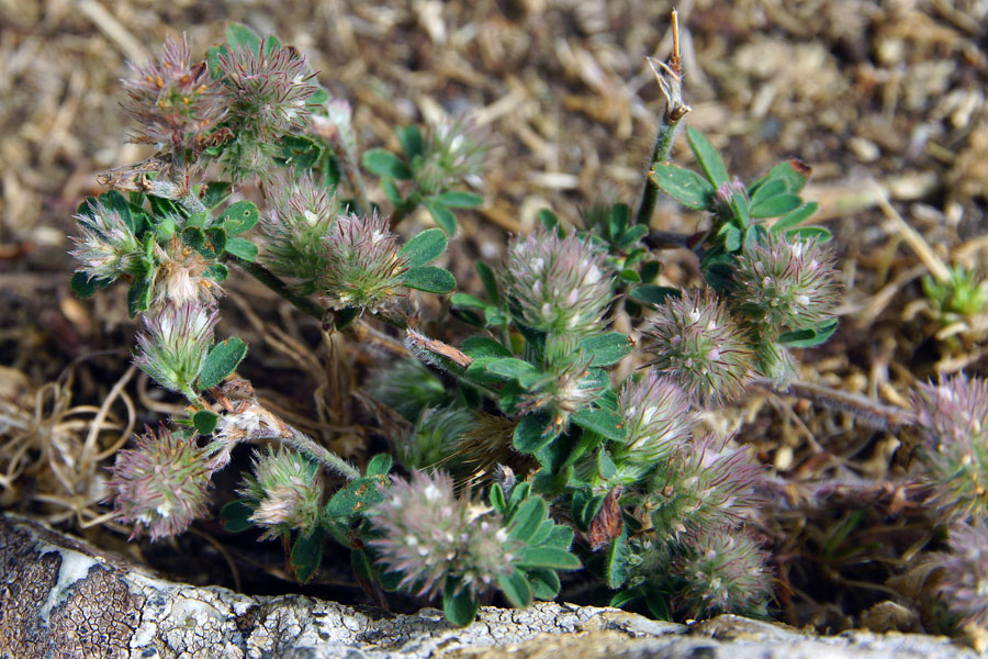 Trifolium da identificare